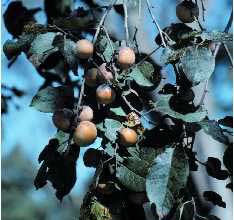 Persimmon:  One of the Native Seedlings sold each year for Annandale Beautification.