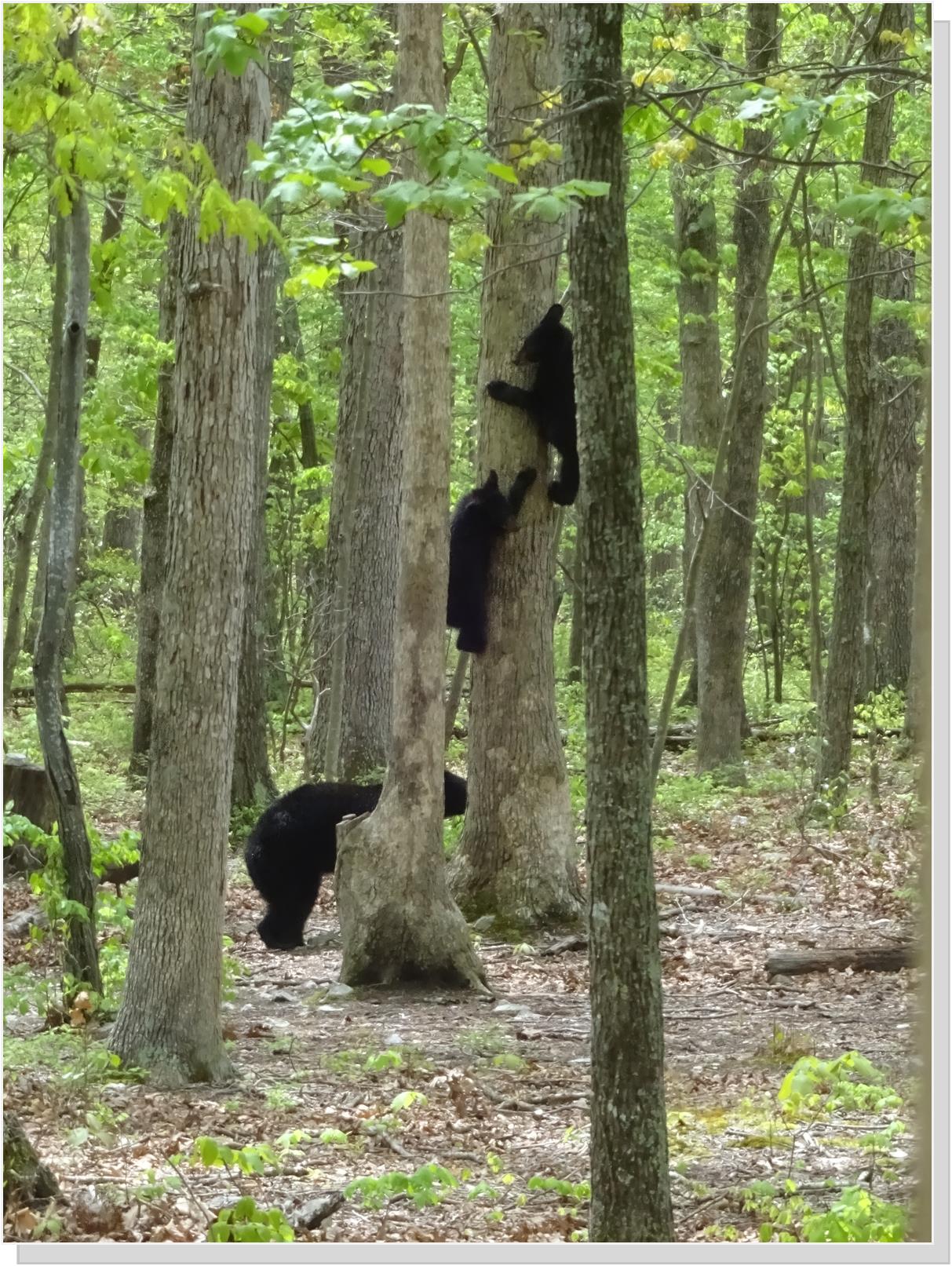 Bear Cubs in Virginia