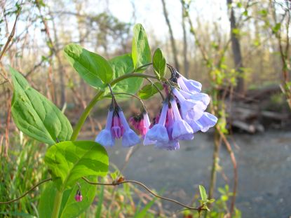 Virginia Bluebells