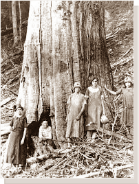 This wonderful tree once dominated forests in the Appalachian Mountains of Virginia due to its rapid growth and huge annual seed crop.