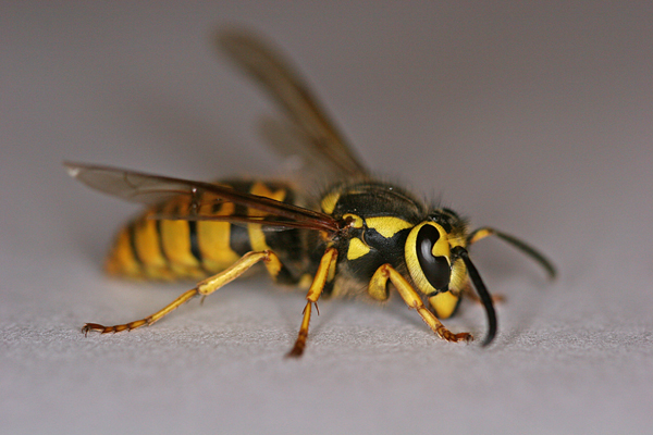 Yellow Jacket Wasp credit Wikipedia